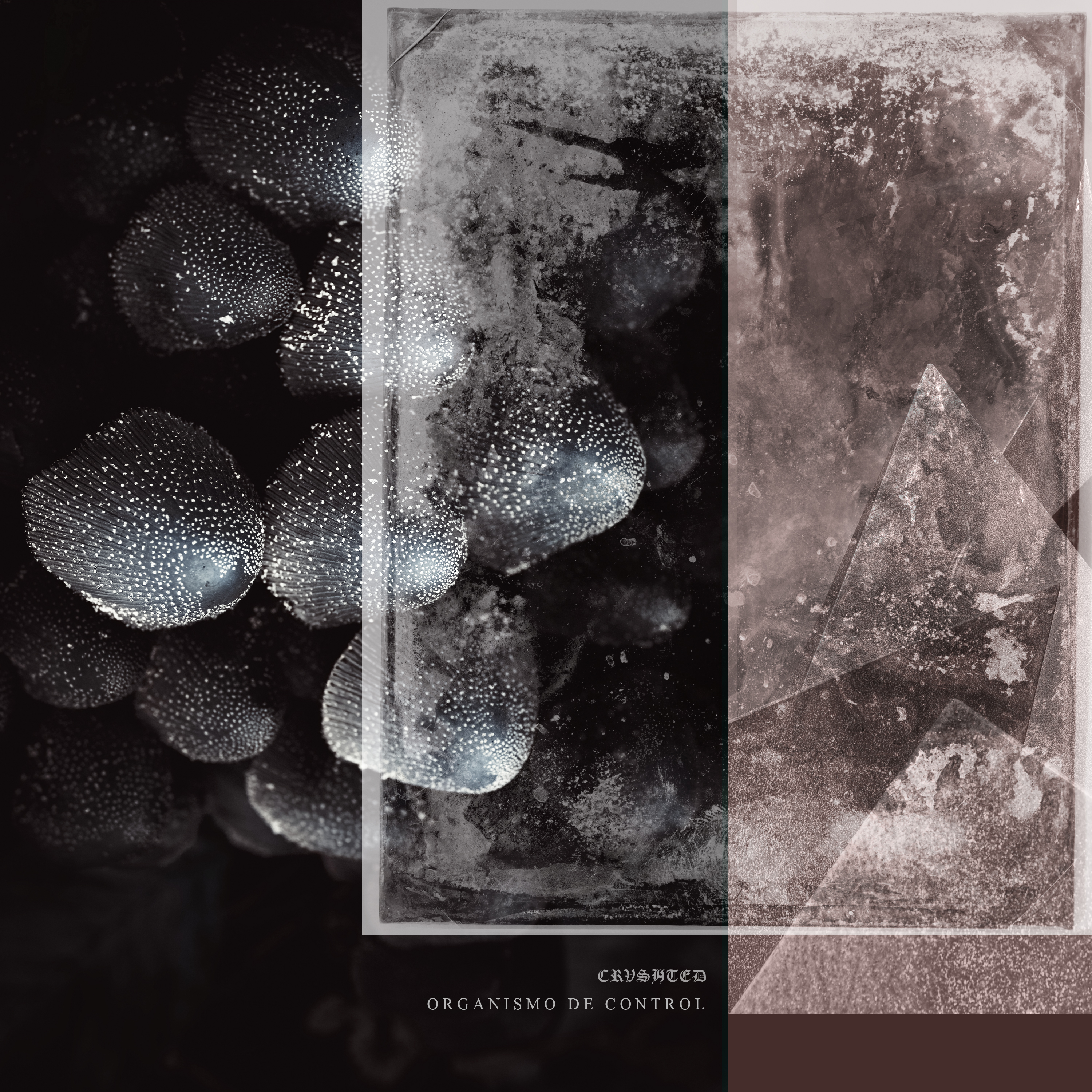 Crushted  Organismo de Control