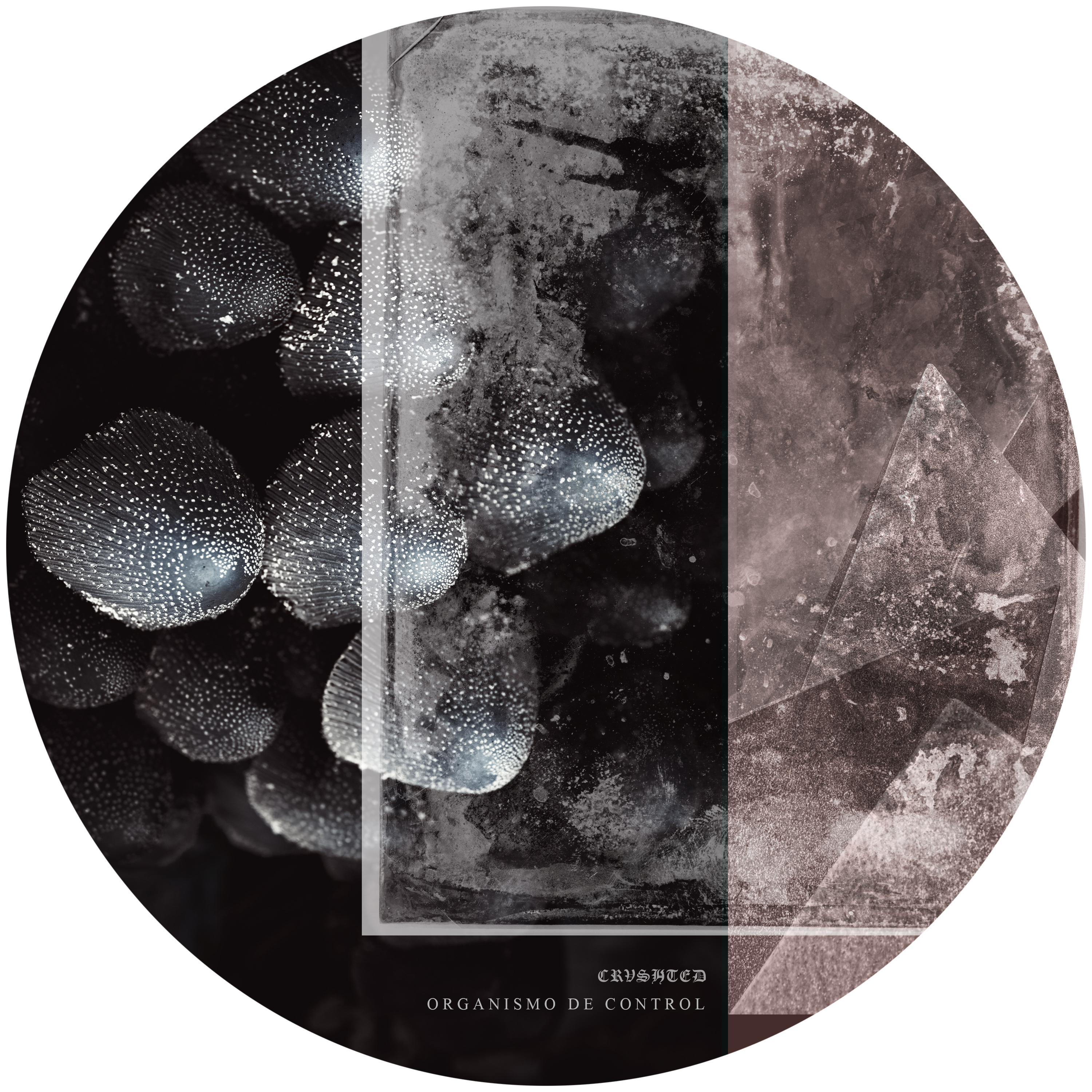 Crushted Organismo de Control
